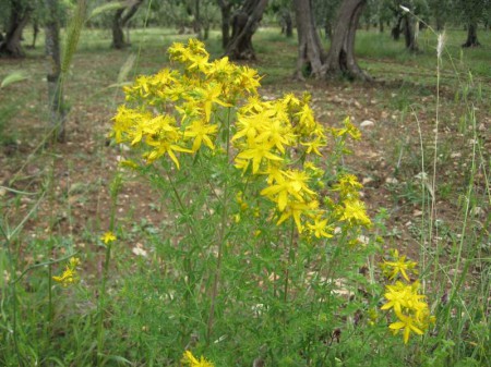 L'Iperico o erba di San Giovanni